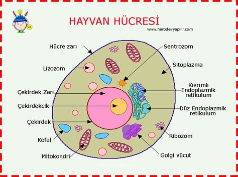 Pin by Ümit Caymaz on hücre Cells project Animal cell project