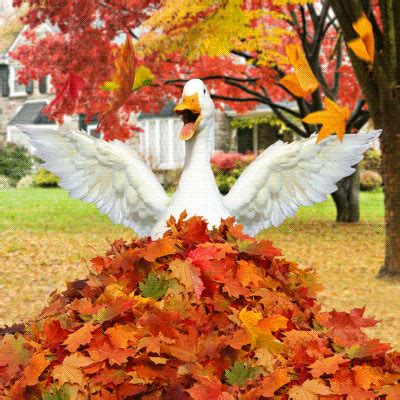 Autumn Leaves Falling GIFs - Find & Share on GIPHY