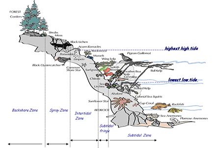 intertidalzonezzzz