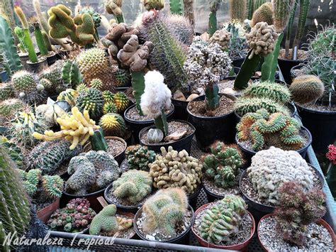 Naturaleza Tropical Como Crear Y Mantener Una Colección De Cactus