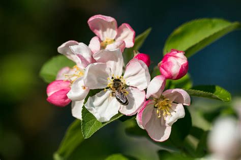 Apfelbaum Apfelblüte Malus spec Bild kaufen 71198344 lookphotos