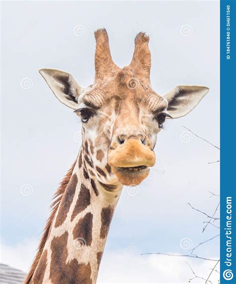London zoo england stock photo. Image of wild, standing - 184761840