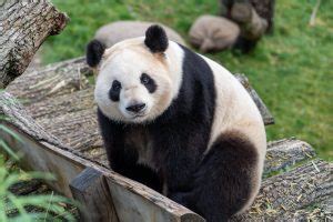 Giant Panda Behavior - BioExpedition