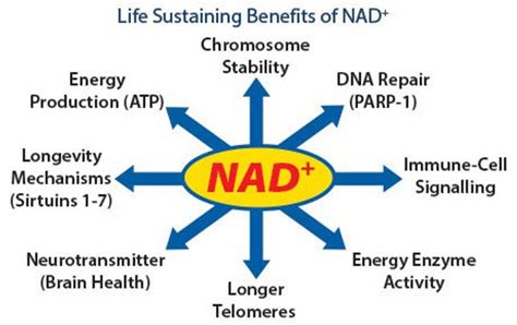 Nicotinamide Adenine Dinucleotide Nad Iv Drip Therapy Rejuvii