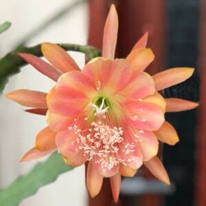 Red Orchid Cactus Epiphyllum Ackermannii All You Should Know