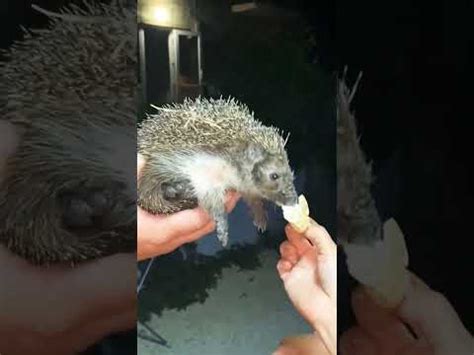 Ёжик жрет мороженое - YouTube