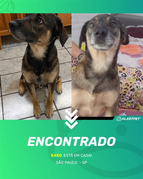 Cachorro Encontrado São Paulo SP Kako AlertPet