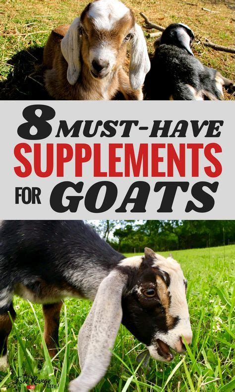 Must Have Nutritional Supplements For Goats For The Healthiest Herd