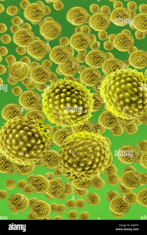 Pollen Grain Stock Photo 16854537 Alamy