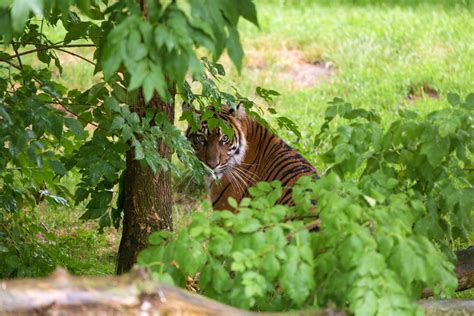 The Art of Camouflage in the Tiger's World - Lions Tigers and Bears