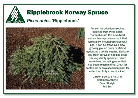 Picea Abies Ripplebrook Iseli Nursery