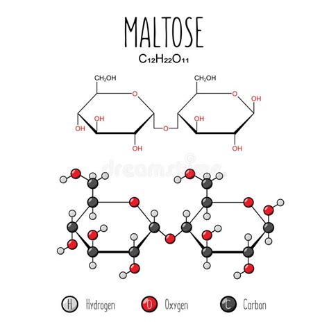 Chemical Structure Of Maltose