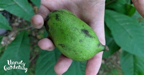 Foraging Paw Paws Unruly Gardening