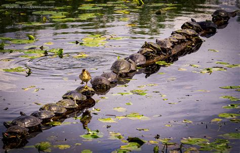 The Much-Anticipated Comedy Wildlife Photography Contest 2022 Has Finally Announced Its Winners ...