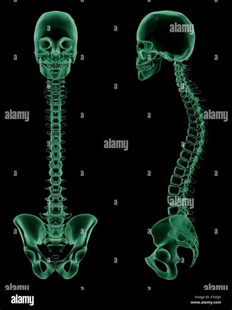 X Ray Skeletal Structure Of The Human Skull Spine And Pelvis Stock