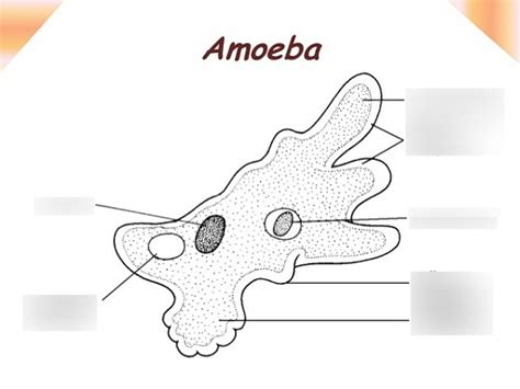 Amoeba Diagram Diagram | Quizlet