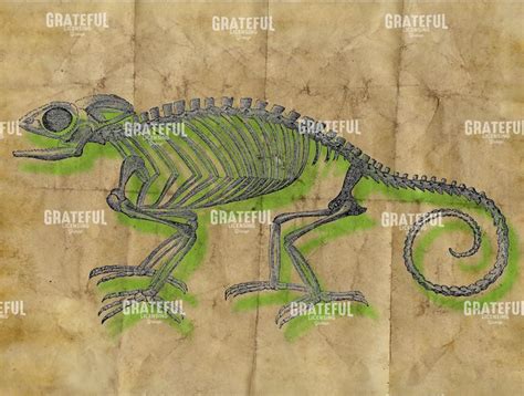 Chameleon Skeleton Green - Grateful Art Licensing