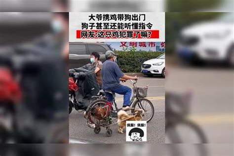 大爷携鸡带狗出门，狗子甚至还能听懂指令，这只鸡是犯罪了吗？带狗指令大爷