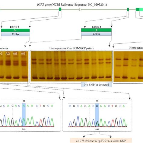 A Schematic Diagram For The Igf2 Gene Based Pcr Sscp Sequencing