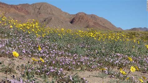 Photos: Death Valley's rare wildflower bloom