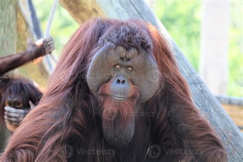 male orangutan from the ape family 894626 Stock Photo at Vecteezy