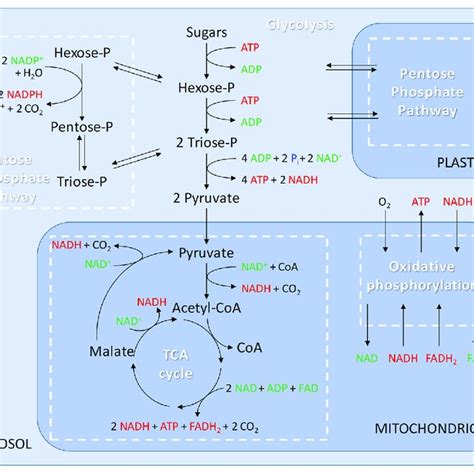 Hypoxia Induced Tricarboxylic Acid Tca Cycle Modification In Download Scientific Diagram