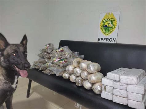 C O Farejador Bpfron Identifica Muitas Drogas Em Nibus No Pr