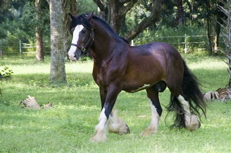 how long do clydesdales live