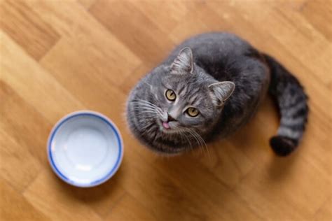 Pumpkin for Cats: 3 Ways to Use It | Great Pet Care