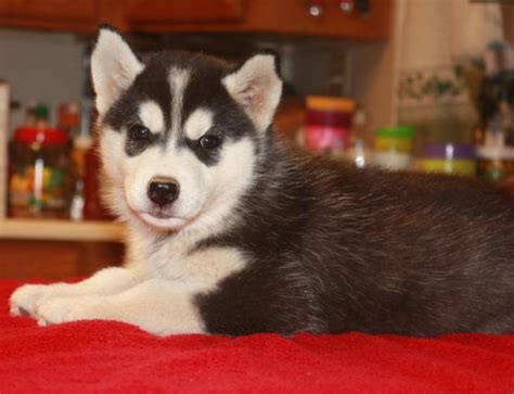 AKC Registered Siberian Husky Puppies For Sale 8 Week Old For Sale In