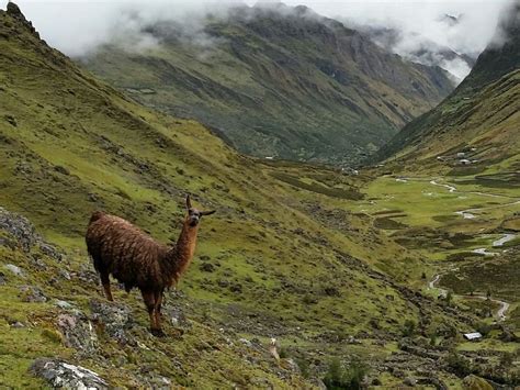 Desde Cusco Ruta Alternativa De D As De Lares A Machu Picchu