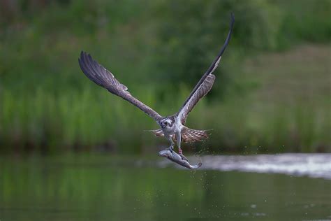 Birding at Olympic National Park | OlympicNationalParks.com