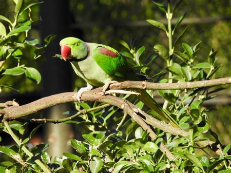 Alexandrine Parakeet | SIMILAR BUT DIFFERENT IN THE ANIMAL KINGDOM