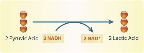 Lactic Acid Fermentation Equation