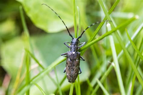 White Spotted Sawyer Beetle