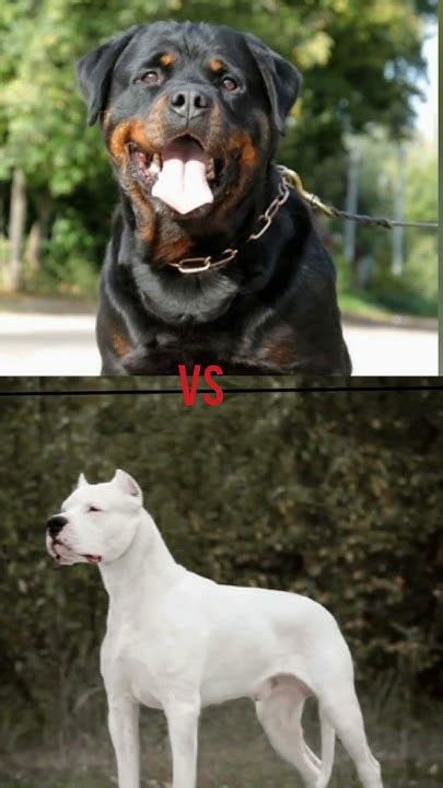 Pitbull Vs German Shepherd Rottweiler Dogo Argentino Cane Corso 🔥💥