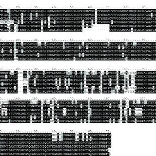 Amino Acid Sequence Alignment Of Deduced Amino Acid Sequences Of