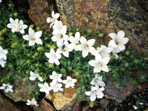 Campanula Sartorii Les Alpines Au Qu Bec