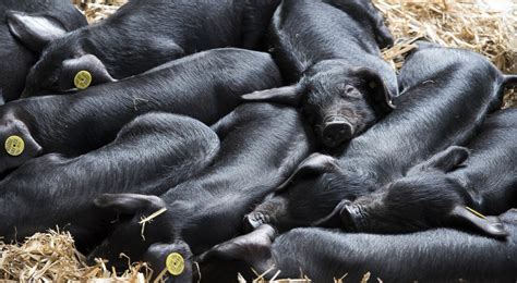 Peste porcine africaine appel à la vigilance