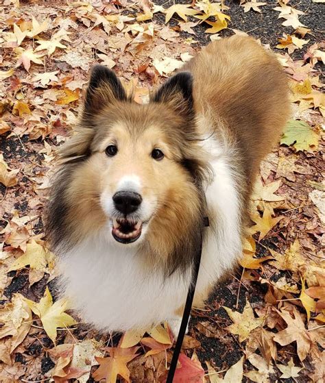 Adopted - NJ Sheltie Rescue