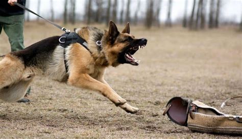 German Shepherd Bite Force | How Hard Does A GSD Bite