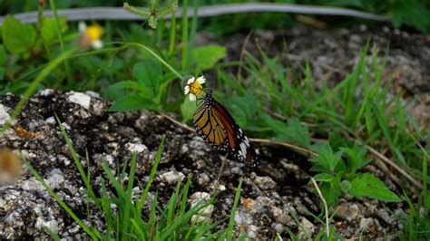 Monarch butterfly on flower 7195131 Stock Video at Vecteezy