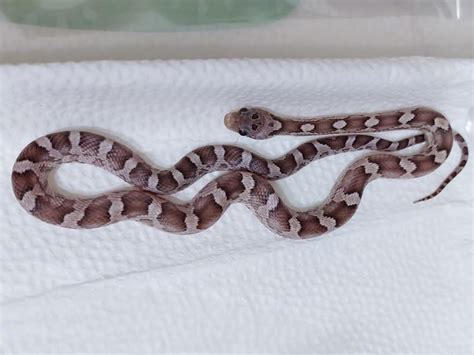 Anery Plasma Cornsnake Ians Vivarium