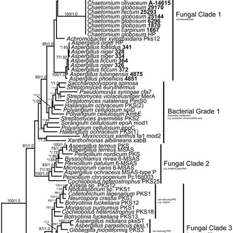 Relationship Of Bacterial And Fungal Pks Ks Domains Majority Rule