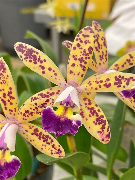 Attend Your Local Orchid Society Meeting For Tons Of Great Information