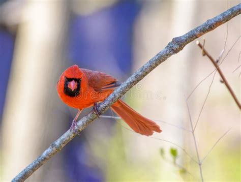 Beautiful Red Cardinal Bird Looking At Camera Stock Image Image Of