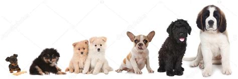 Different Breeds Of Puppy Dogs On White — Stock Photo © Tobkatrina