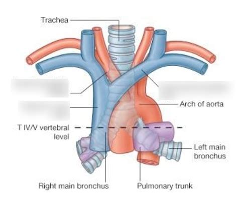 Svc And Innominate Vein Anatomy