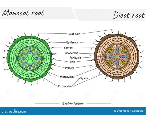 Monocot Root And Dicot Root Stock Vector Illustration Of Screenshot