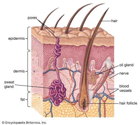 Dermis | Epidermis, Skin Cells & Structure | Britannica